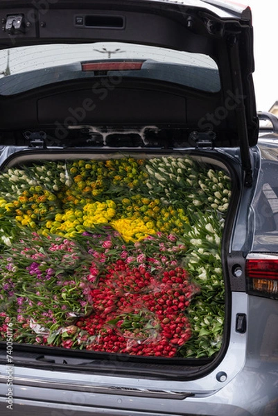 Obraz The car full of bright, colourful, beautiful flowers. The car full of different, colourful tulips.