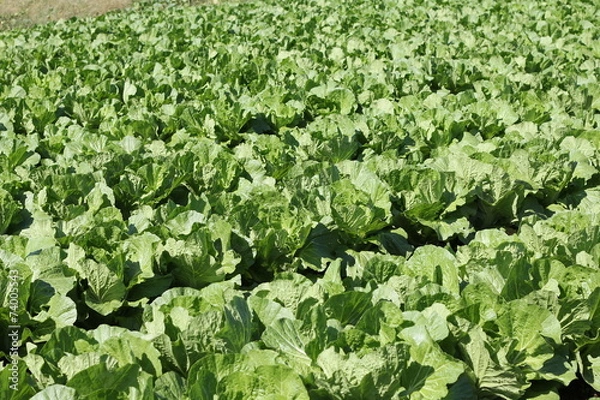 Obraz キャベツ畑