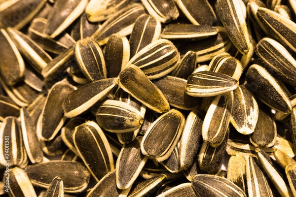 Obraz Sunflower seeds background