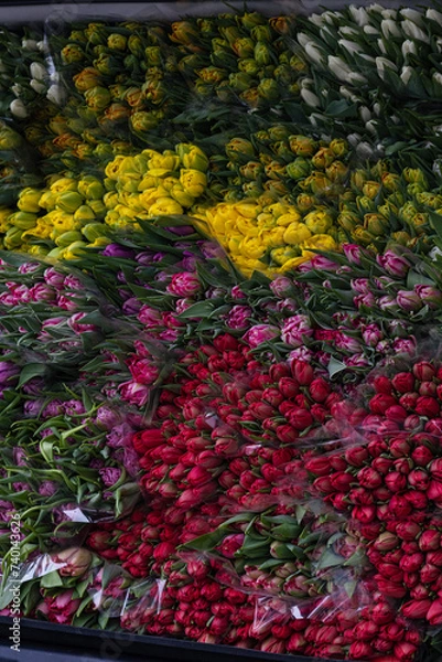 Obraz The car full of bright, colourful, beautiful flowers. The car full of different, colourful tulips.