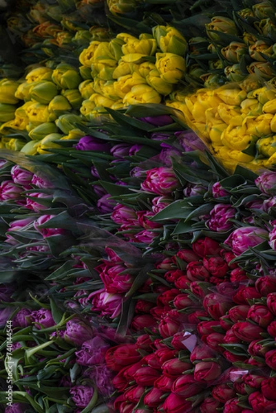 Obraz The car full of bright, colourful, beautiful flowers. The car full of different, colourful tulips.