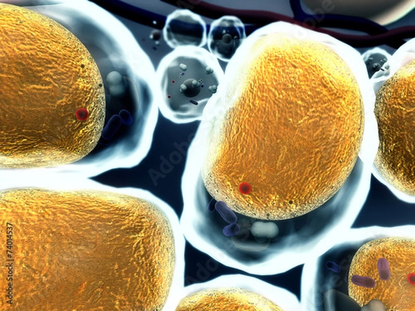 Fototapeta fat cell, cholesterol