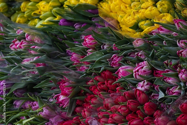 Obraz The car full of bright, colourful, beautiful flowers. The car full of different, colourful tulips.