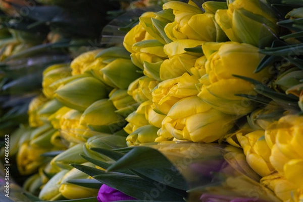 Obraz The car full of bright, colourful, beautiful flowers. The car full of different, colourful tulips.