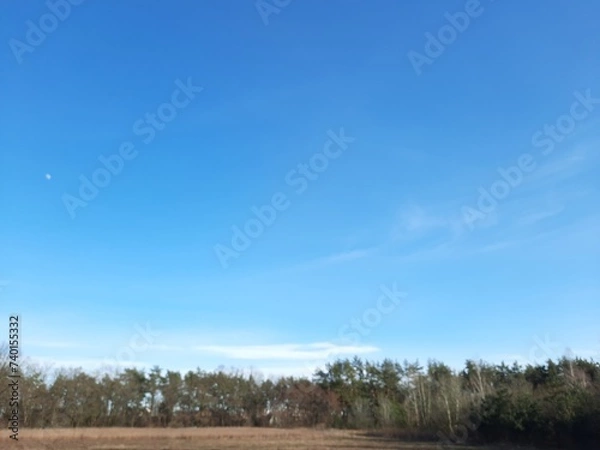 Fototapeta landscape with trees