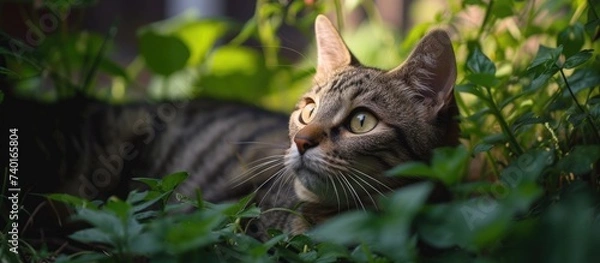 Fototapeta A close-up image of a lovely striped cat peacefully resting in the grass in a garden.