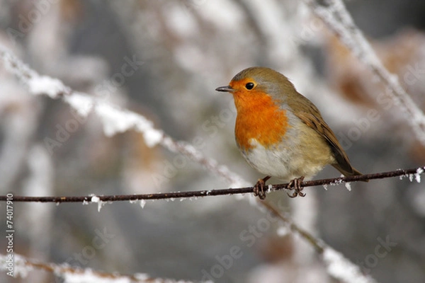 Obraz Robin - Erithacus rubecula