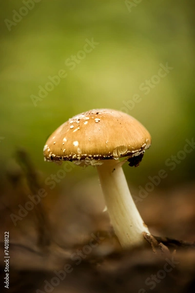 Fototapeta Panther cap