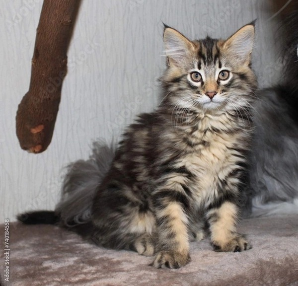 Obraz Kitten beautiful 