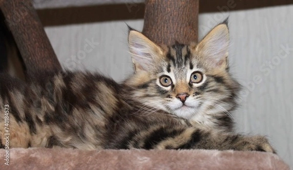 Obraz Kitten portrait 