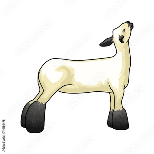 Obraz Show-Ready Sheep Stands Tall
