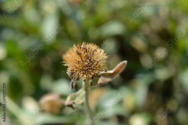 Fototapeta Alpine aster seed head