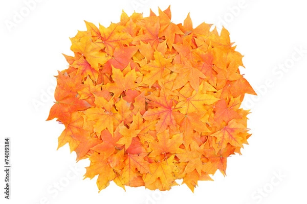 Obraz background autumn leaves