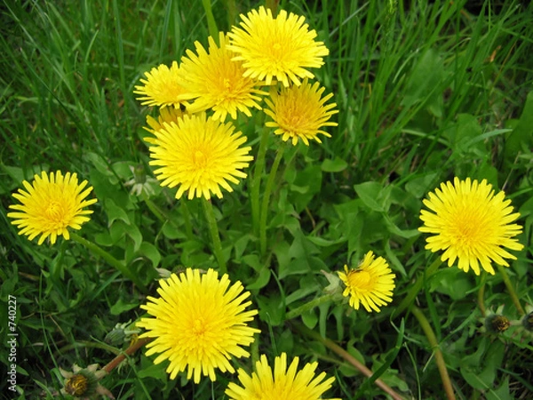Obraz dandelions