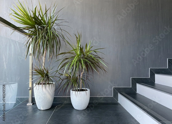 Obraz Houseplant dracaena in the office interior by the stairs