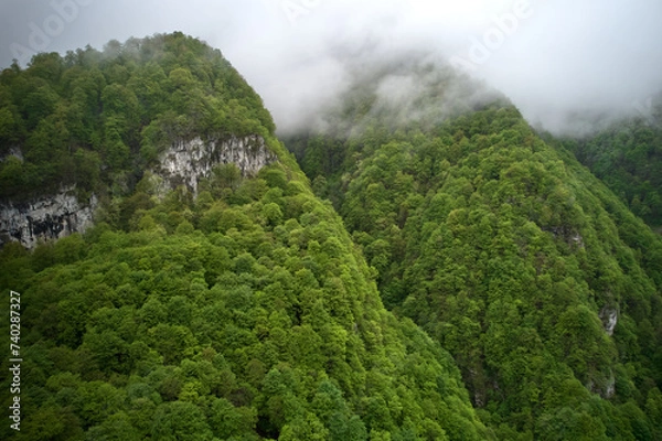 Obraz Forest in the mountains