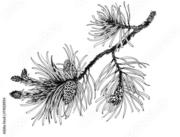 Fototapeta Pine branch with cones