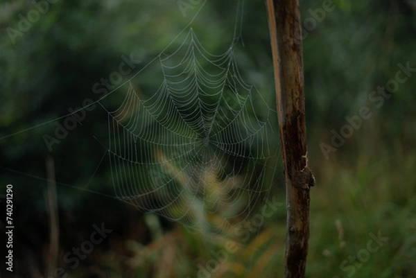 Fototapeta Toile D'Araignée