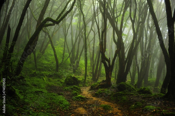 Obraz Nepal Jungle