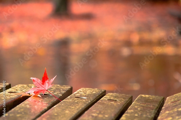 Obraz 秋雨と紅葉3