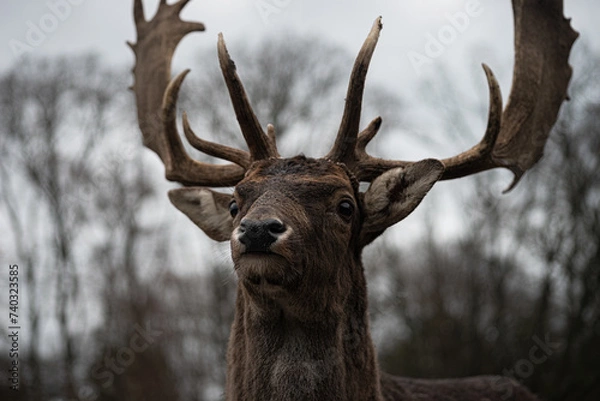 Obraz Kopf eines Damhirsch