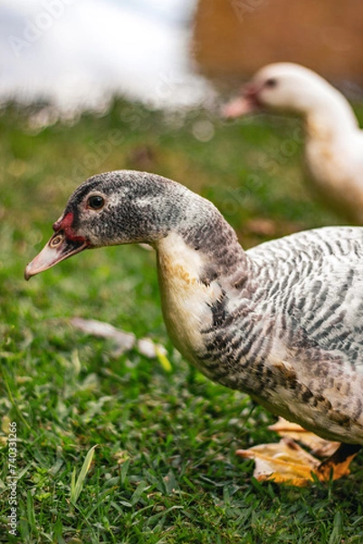 Obraz goose on the grass