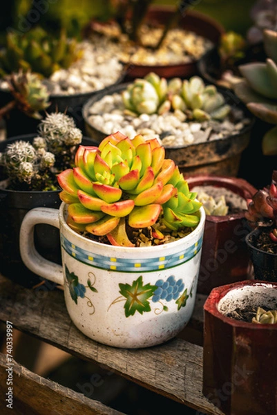 Obraz Green succulent