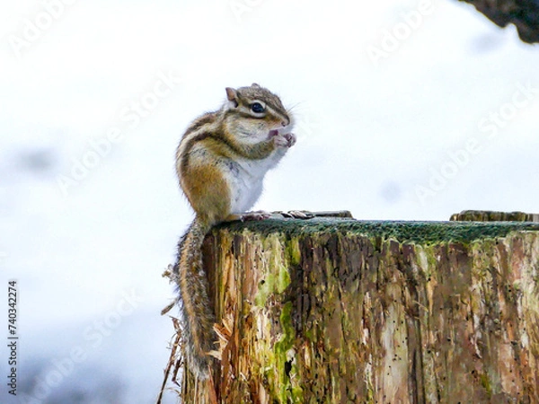 Fototapeta 冬眠を終えたエゾシマリス（北海道札幌市）
