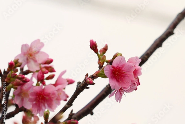 Obraz 沖縄県宮古島　寒緋桜