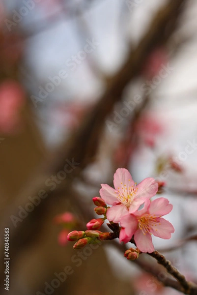 Obraz 沖縄県宮古島　寒緋桜