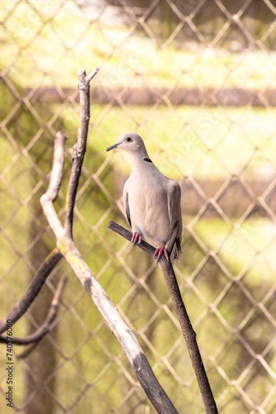 Fototapeta Pigeon on a tree perch or branch.
