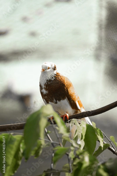 Fototapeta Pigeon on a tree perch or branch.