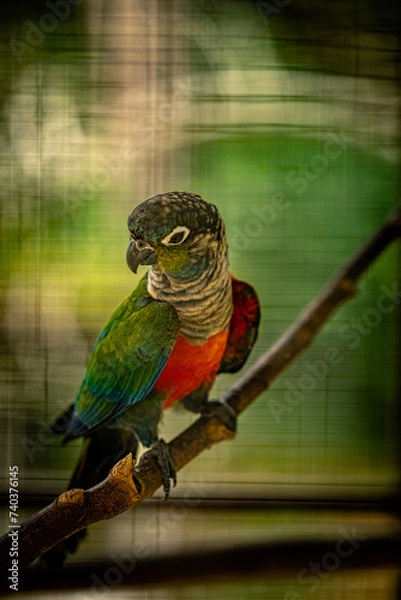 Fototapeta Colorful bird from the parrot lineage is posing on a tree branch.