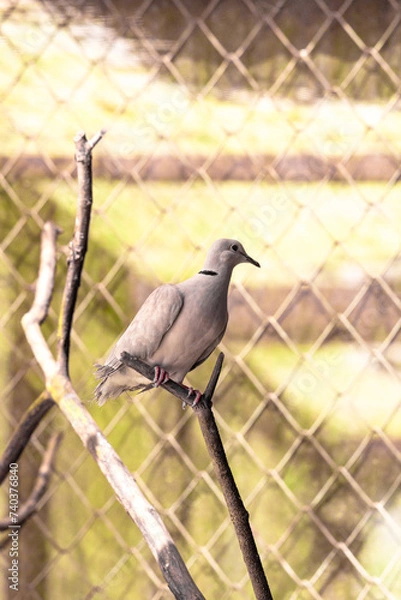 Fototapeta Pigeon on a tree perch or branch.