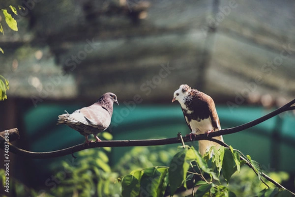 Obraz Pigeon on a tree perch or branch.