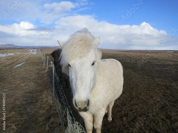 Obraz Icelandic Horse