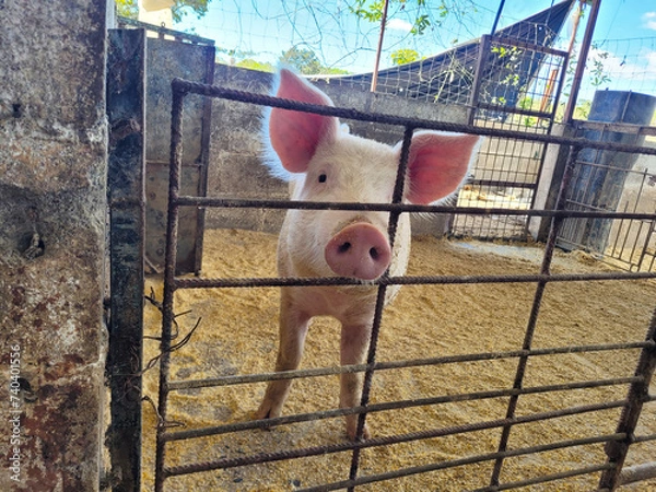 Fototapeta A playful piglet with a curious gaze peeks through a farm pen fence, Mexico