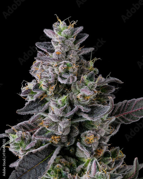 Obraz Top Cannabis cola