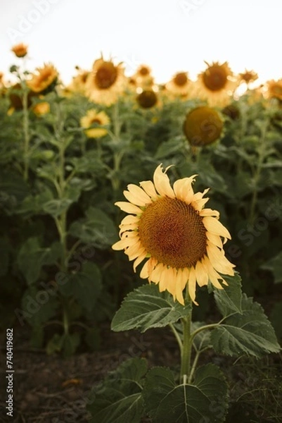 Obraz sunflowers in the field