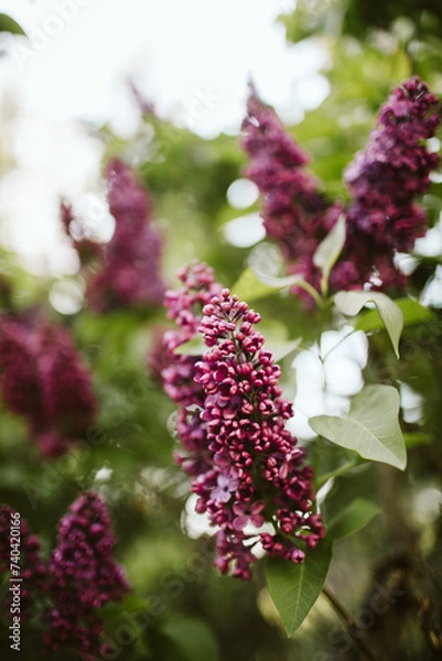 Obraz Lilacs