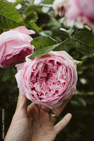 Obraz hand holding rose