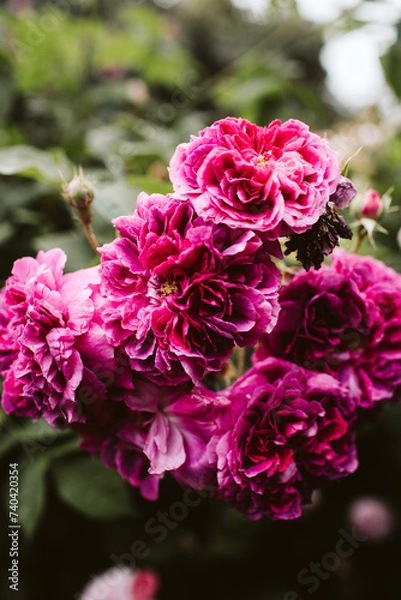 Obraz pink and white roses