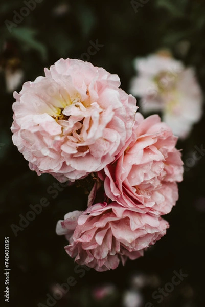 Obraz pink peony flower