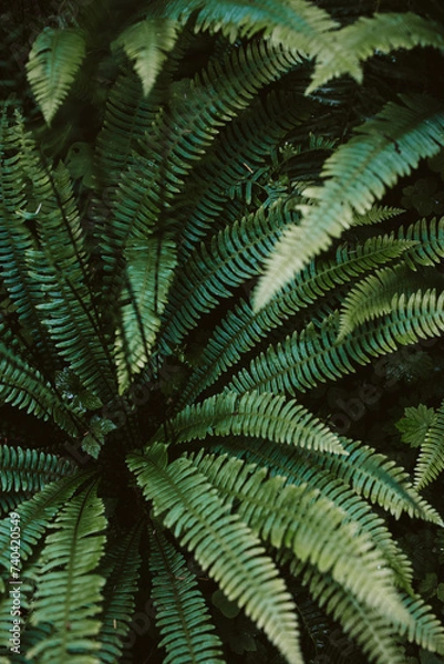 Obraz fern leaf background