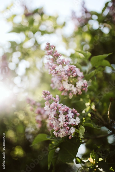 Obraz blooming lilac