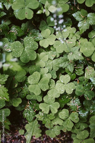 Obraz green water lily
