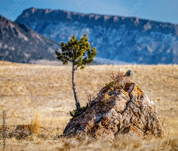 Fototapeta small pine tree growing out of a rock in the beartooth mountains