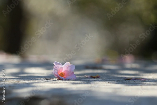 Fototapeta 落ち椿