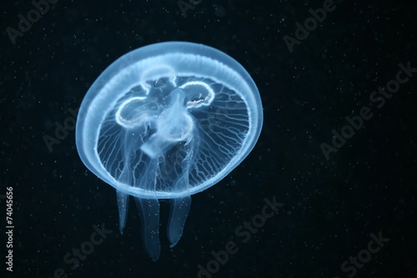 Obraz Księżycowa meduza (Aurelia aurita) w akwarium. .