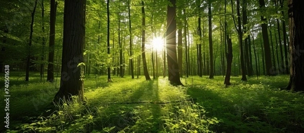 Fototapeta Rays of sunlight shine through the fresh foliage of the verdant spring forest, creating an enchanting sight.